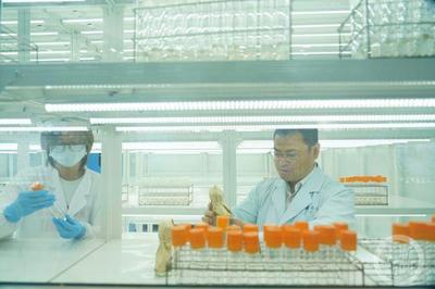 科技創新引領綠色發展 特種蠶絲、楊樹新品種與長江生態保護的協同探索